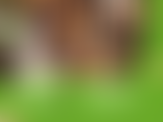 Top Ayurvedic Services for Geriatric Care in Kerala: Aging Gracefully with Ayurveda