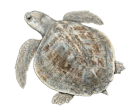 Lk Top View Graphic.png
