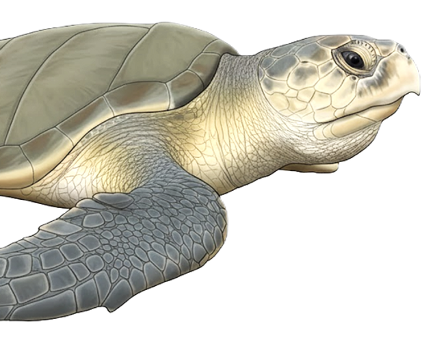 Kemp's ridley graphic_edited_edited.png
