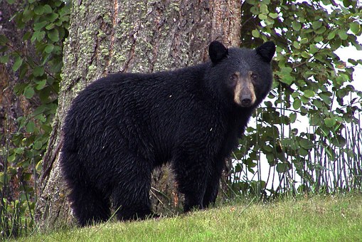Forfaits de chasse au gros gibier à l'ours noir — L'Aventure de l'Ours Noir Qc. – L'Aventure de l'Ours Noir Qc.