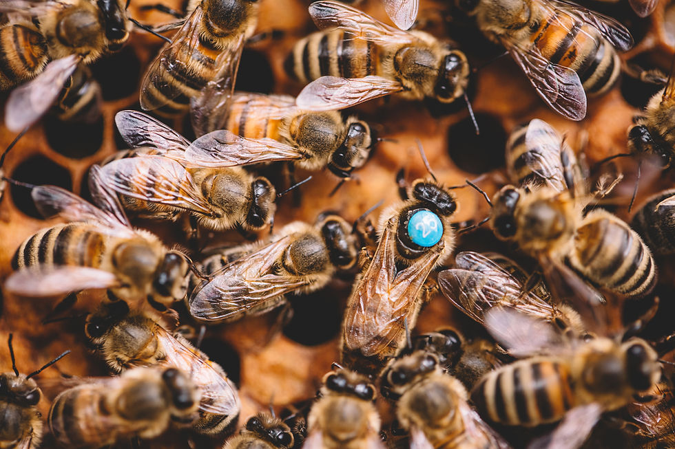 Bees clustered on a honeycomb frame in warm light