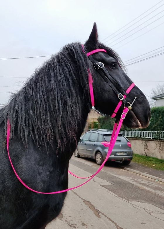Longue rêne pour cheval Kavalkade Biothane KAVALKADE Longue rêne pour cheval Kavalkade Biothane KAVALKADE