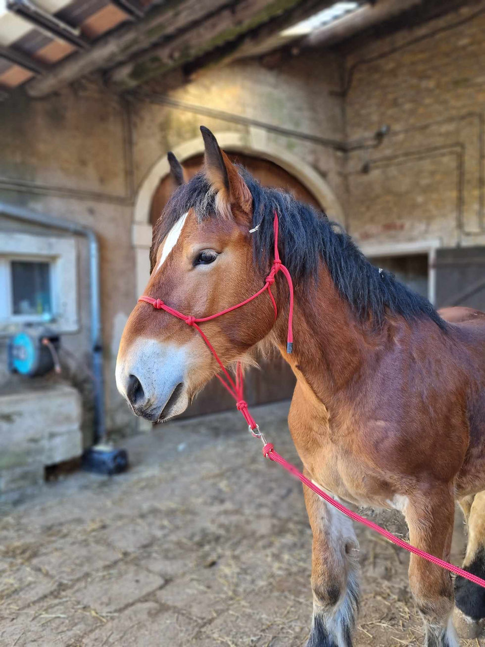 Miniature : Licol 4 nœuds Créations equitation PRO