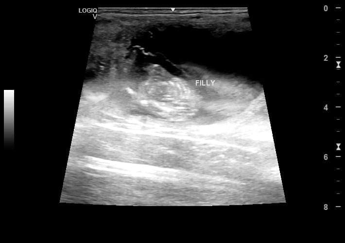 2026 In-Utero Foal