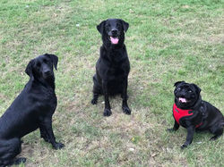 38462368_2245859502301624_29556863357859