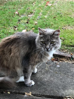 38133415_2239488352938739_18703766186696