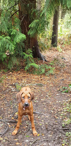 44108473_2295869613967279_88662528935361