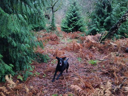 945571_10153197873141573_681360832068249