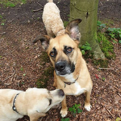 Fun in the woods this morning #villagepe