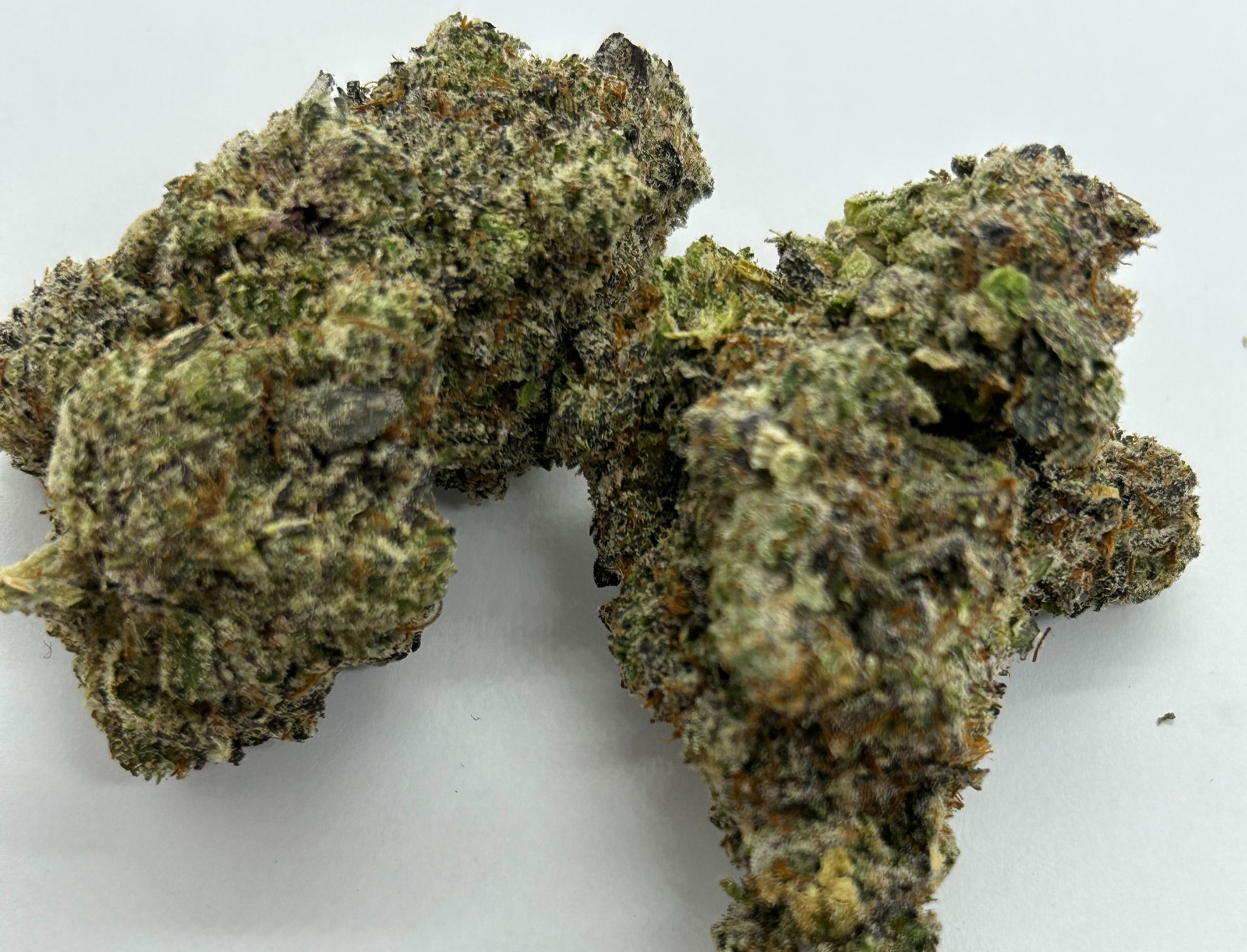 Hindu Kush (Indica)