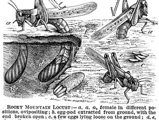 The Locusts are Coming (Operatically)!