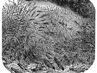 The Locusts Are Coming!