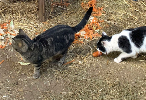 katzen-bauernhof-werthmann.jpeg