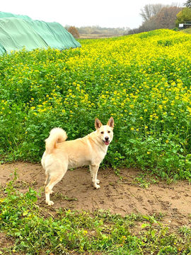 hund-am-feld-werthmann.jpeg