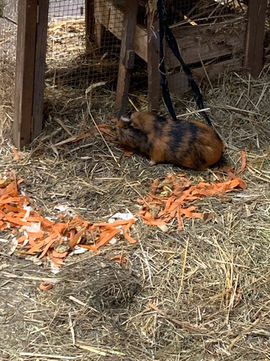 meerschweinchen-werthmann.jpeg