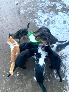 katzen-werthmann.jpeg