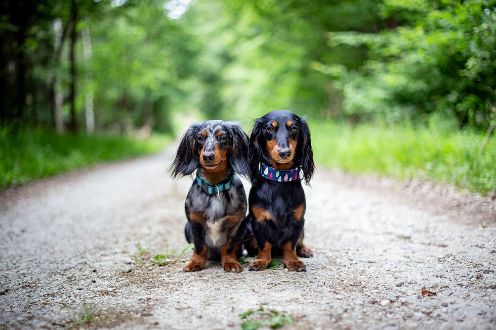 zwei-dackel-auf-waldweg.jpg