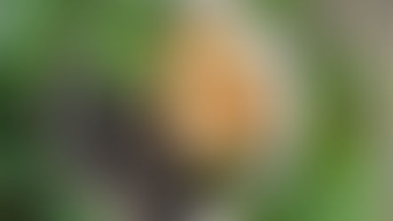 Teriyaki Jackfruit Bowl