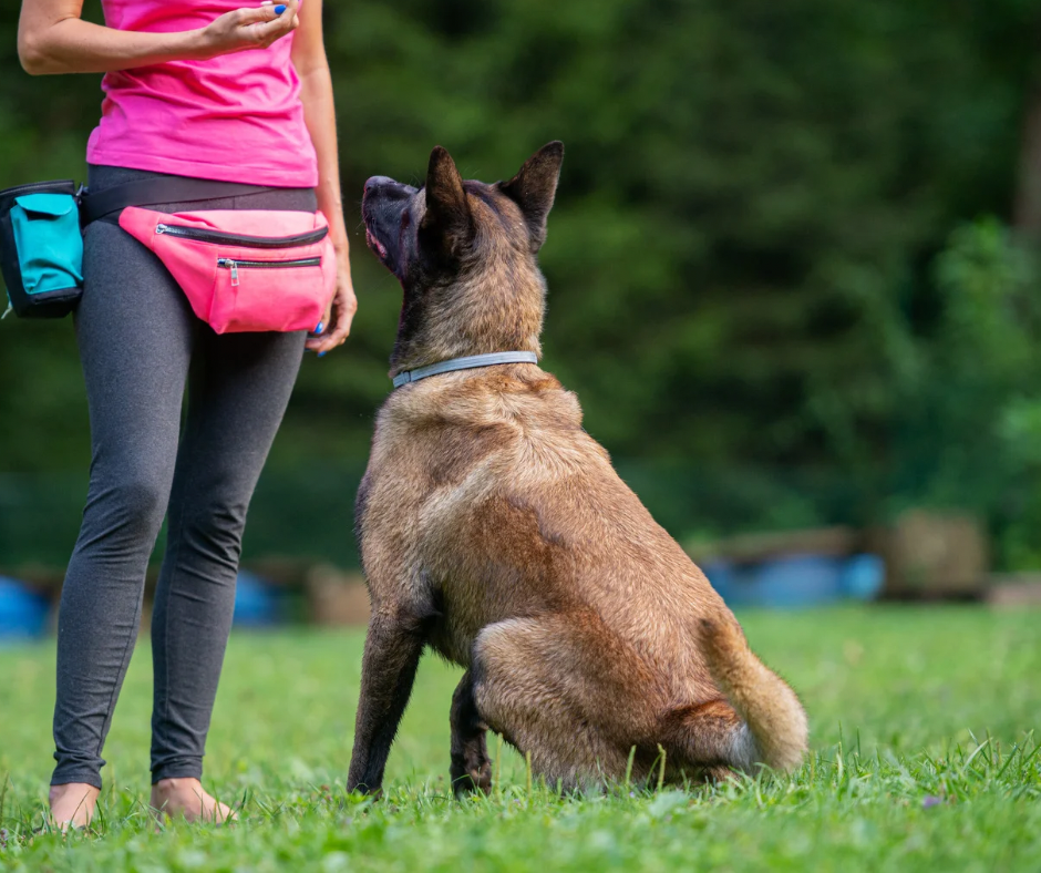 Types of Dog Trainers: Which Approach Is Best for Your Dog?