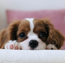 long-coated white and brown puppy_edited