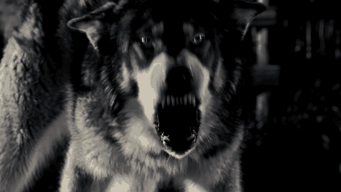 giphy (1).gif