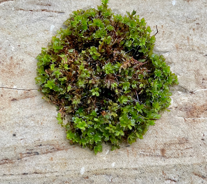 Moss