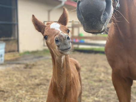 baby horse