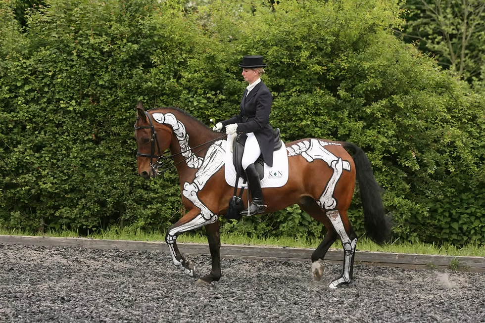 Conformation for Function in Competition Horses: Why Shoulder Angle, Croup Structure, and Bone-to-Tendon Ratios Determine Soundness and Longevity