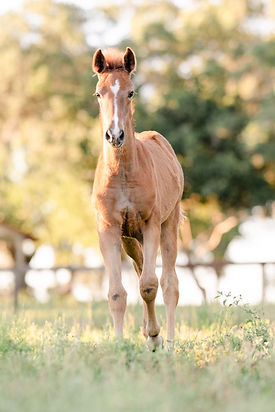 Ocala Babies-56.jpg