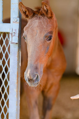 Ocala Babies-23.jpg