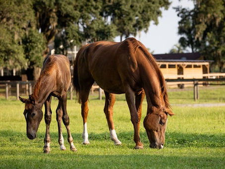 Equine Cloning in the Sport Horse Industry: Present Capabilities, Limitations, and Future Implications for Breeding and Biotechnology