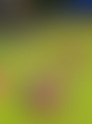 Victory, Bunting, and Cucumber Sandwiches: VE Day at The Villa