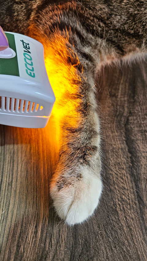 Fototerapia, medicina veterinária avançada, ozonioterapia, eccovet, saúde animal, névoa ozonizada, mmo, htm, delta, asalaser, globus, demox, Htm, mmo, ozonelife, ozoneline, philozon