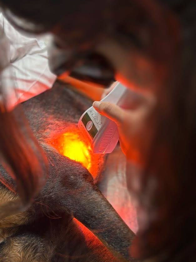 Fototerapia, medicina veterinária avançada, ozonioterapia, eccovet, saúde animal, névoa ozonizada,