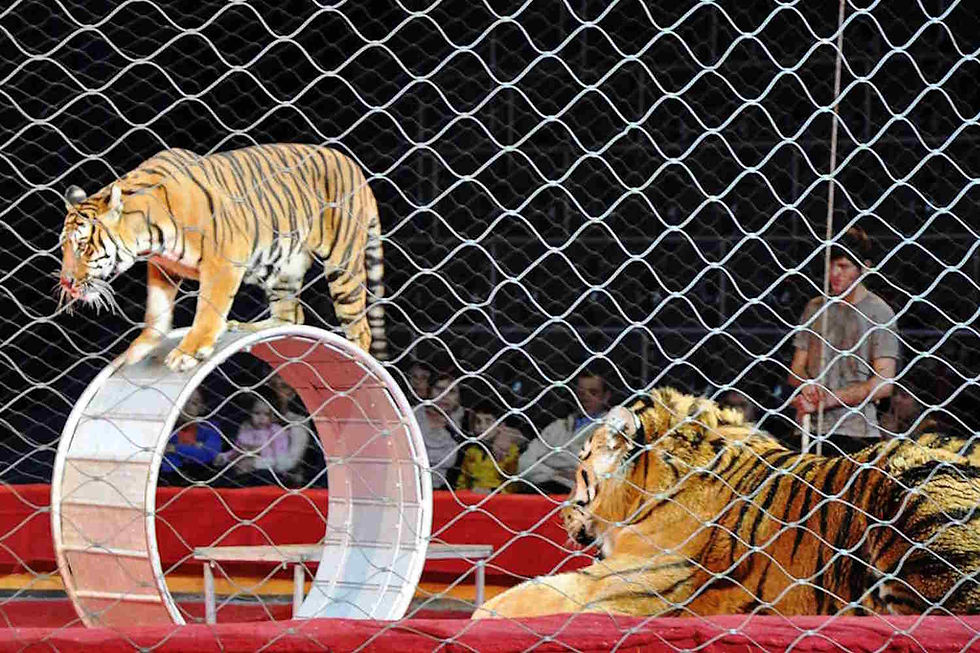 tigri al circo