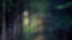 last-light-woods-still.jpg