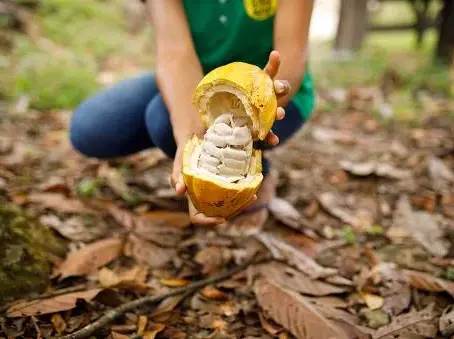Conheça o cacau ‘cerimonial’, bebida consumida em festas sem álcool e em rituais de cura ancestrais