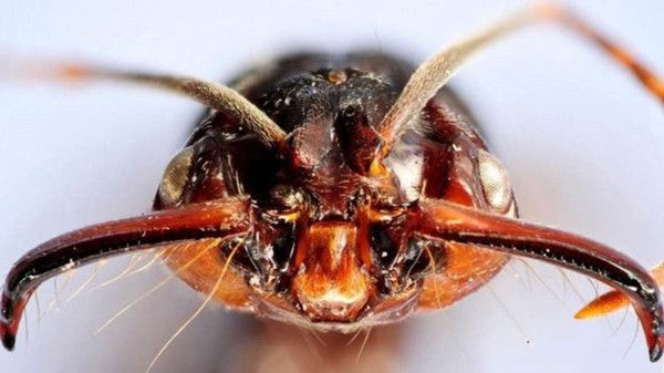 Qual a sensação das picadas mais dolorosas do mundo: 'Como um soco de Mike Tyson'