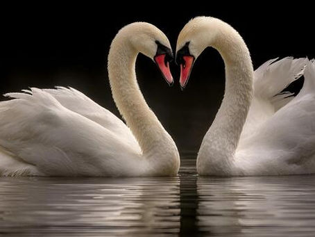 Humanos são monogâmicos? O que revela nova 'escala romântica' dos animais