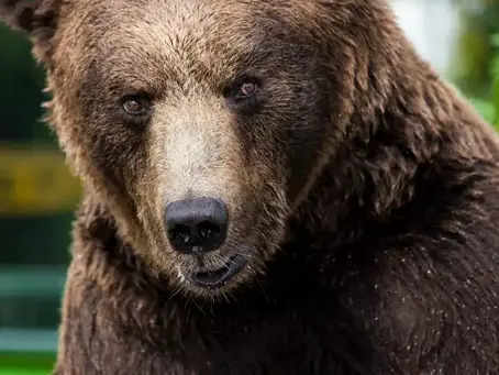 Seis pessoas são internadas com parasita raro após comer carne de urso