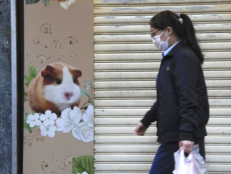 Hong Kong vai sacrificar mais de 2 mil roedores após hamsters pegarem Covid