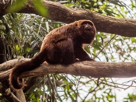 Sobe para 83 o número de mortes de macacos causadas por febre amarela no Paraná, diz Sesa