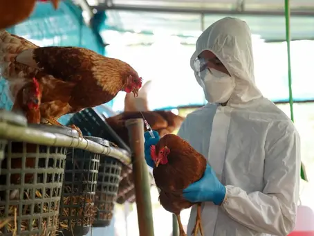 Gripe aviária: pessoa é infectada nos EUA após contato com gado com a doença