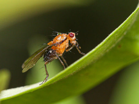Conheça o inseto que já rendeu seis prêmios Nobel e pode revolucionar a pesquisa biomédica brasileira