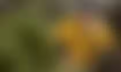 Pedalar na terceira idade? Andar de bicicleta pode aumentar longevidade e dar mais qualidade de vida a idosos, aponta estudo japonês; entenda