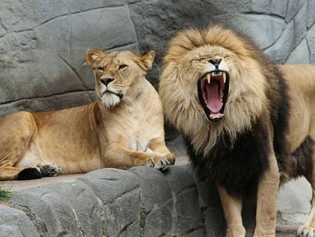 Leoa morre após infecção pelo novo coronavírus em zoológico da Índia