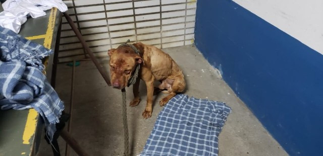 Animal ferido encontrado em rinha de cães em Mairiporã — Foto: Marcelo Assunção/TV Globo