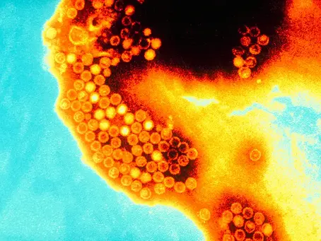 Casos de hepatite A em SP no primeiro semestre já superam total de registros de 2025