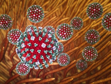 Milhares de aves aparecem mortas e Canadá teme surto de gripe aviária