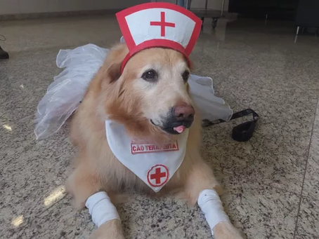Cães 'terapeutas' alegram pacientes internados em hospital de Aparecida de Goiânia